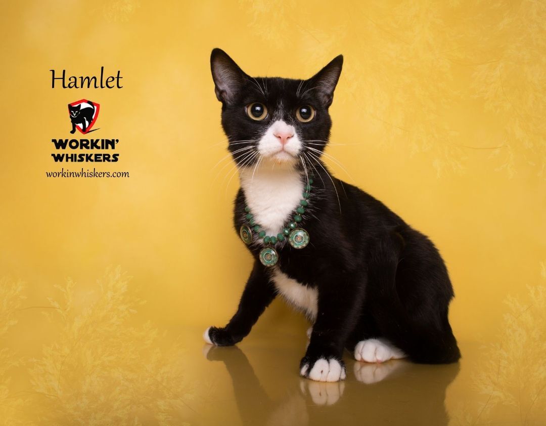 Enlarge HAMLET, a Adoptable mixed breed in HEMET, CA image 1/6