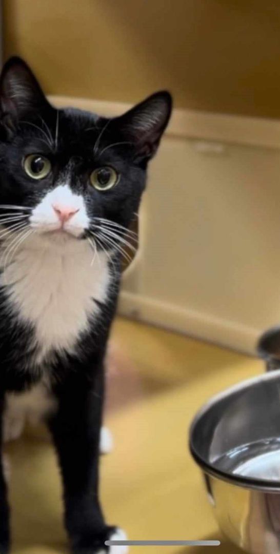 Enlarge HAMLET, a Adoptable mixed breed in HEMET, CA image 2/6