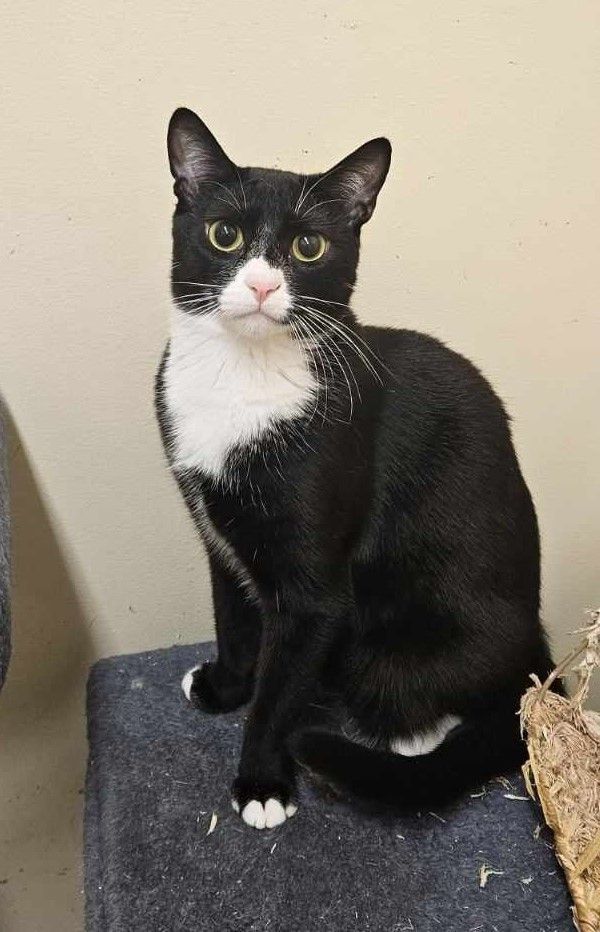 Enlarge HAMLET, a Adoptable mixed breed in HEMET, CA image 3/6