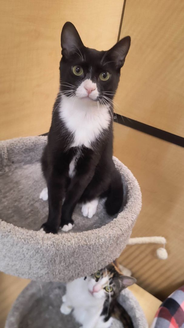 Enlarge HAMLET, a Adoptable mixed breed in HEMET, CA image 4/6