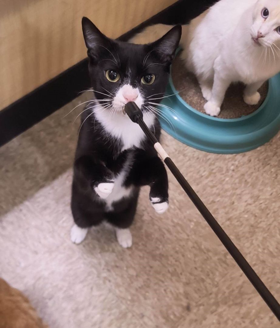 Enlarge HAMLET, a Adoptable mixed breed in HEMET, CA image 5/6