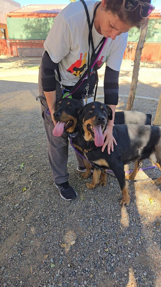 Mila, a Adoptable Rottweiler in Gilbert, AZ image 1/4