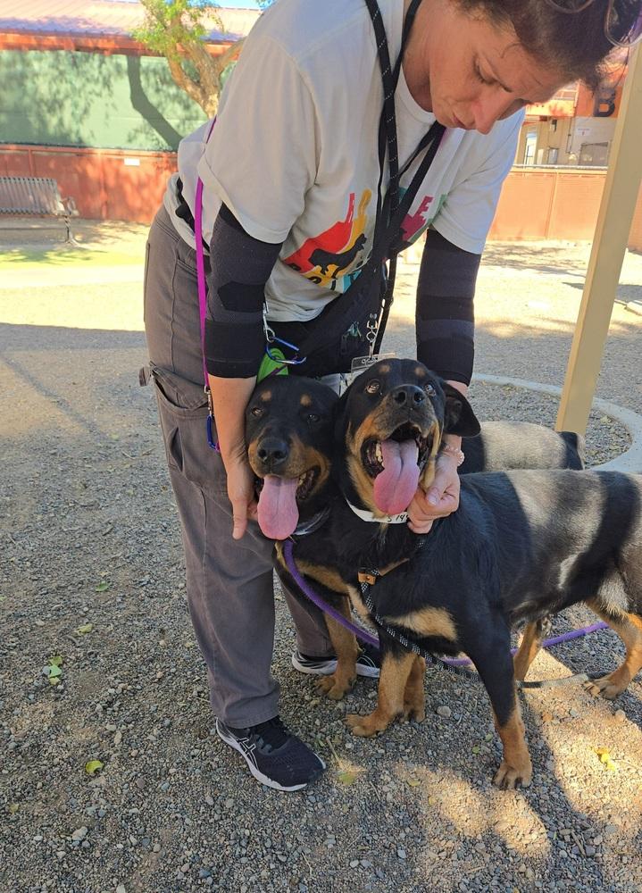Mila, a Adoptable Rottweiler in Gilbert, AZ image 2/4