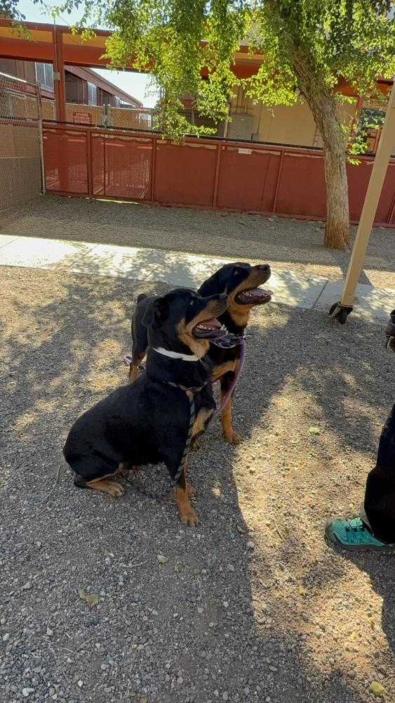 Mila, a Adoptable Rottweiler in Gilbert, AZ image 3/4