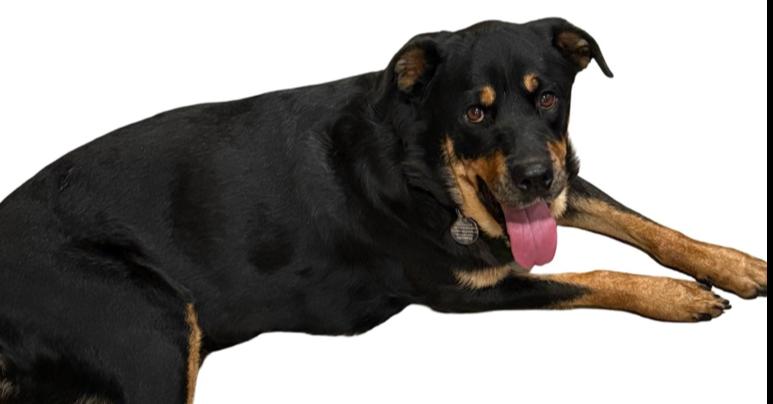 Mila, a Adoptable Rottweiler in Gilbert, AZ image 4/4
