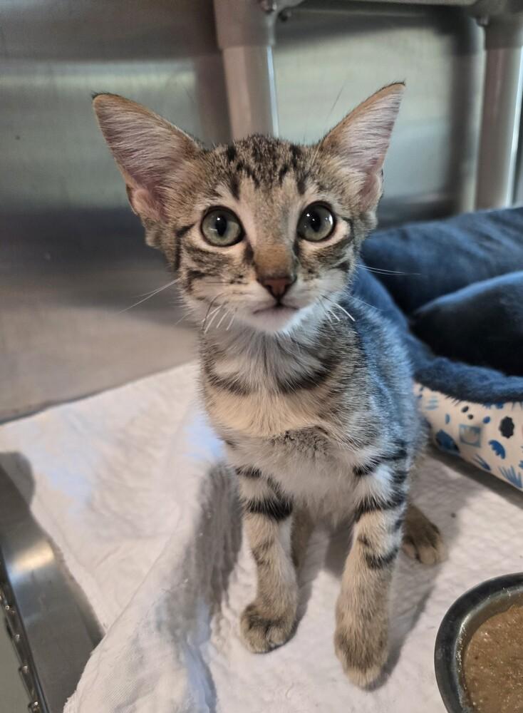 Enlarge Pulled Pork, a Adoptable Domestic Short Hair in Wellington, KS image 2/5