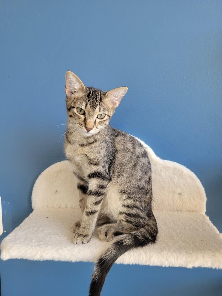 Enlarge Pulled Pork, a Adoptable Domestic Short Hair in Wellington, KS image 3/5