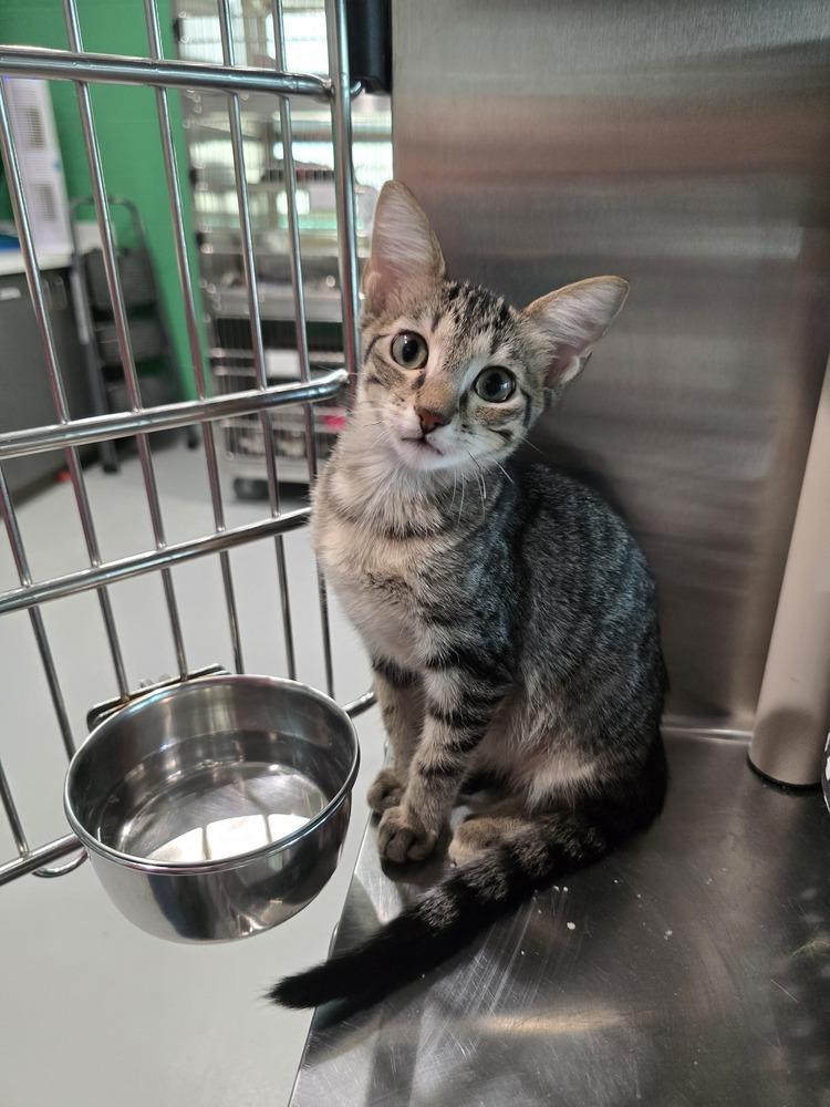 Enlarge Pulled Pork, a Adoptable Domestic Short Hair in Wellington, KS image 4/5