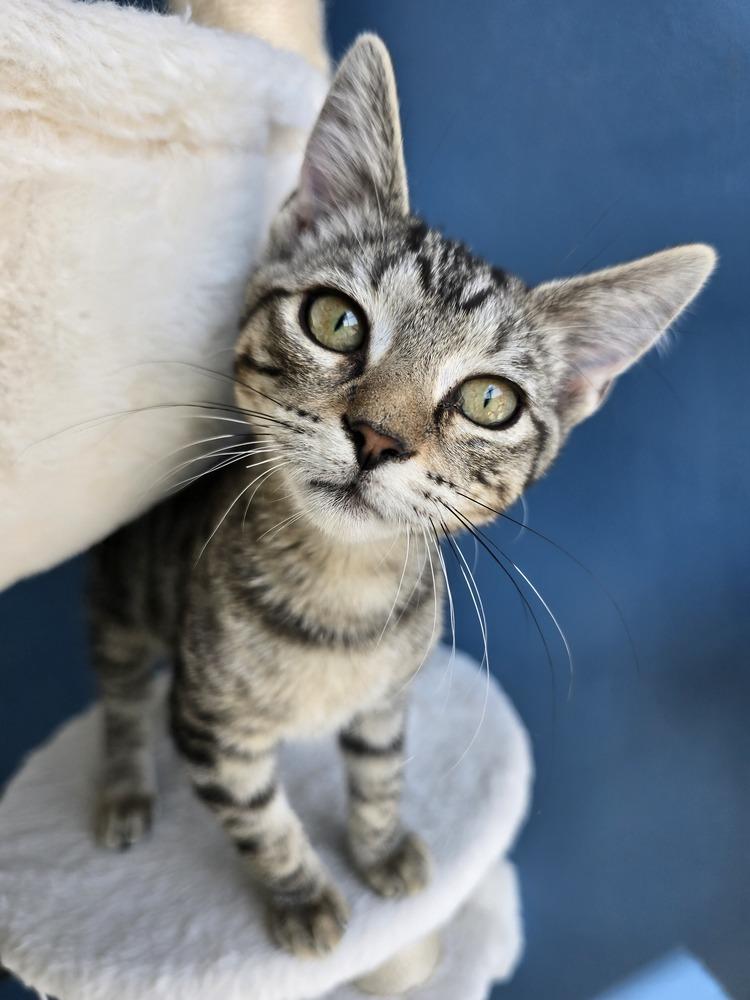 Enlarge Pulled Pork, a Adoptable Domestic Short Hair in Wellington, KS image 5/5