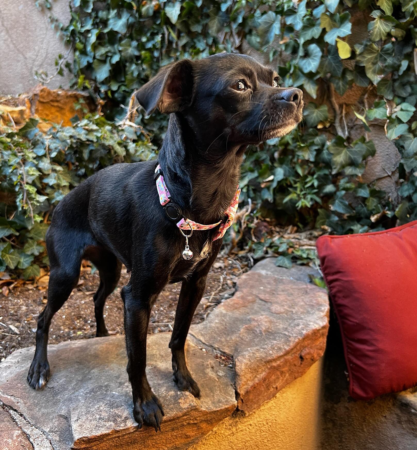 Enlarge Tasty Ms Tulip ~ LITTLE Lap Chi !!!, an adopted Chihuahua in Albuquerque, NM image 1/1