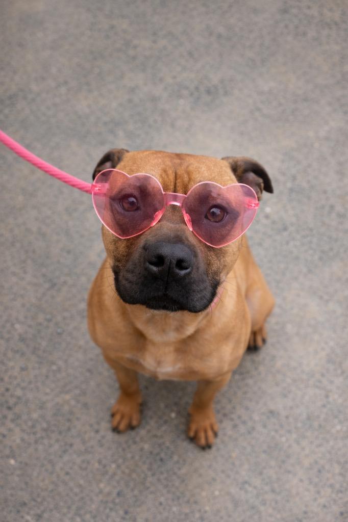 Joseph, Adoptable, Young Male Mixed Breed.