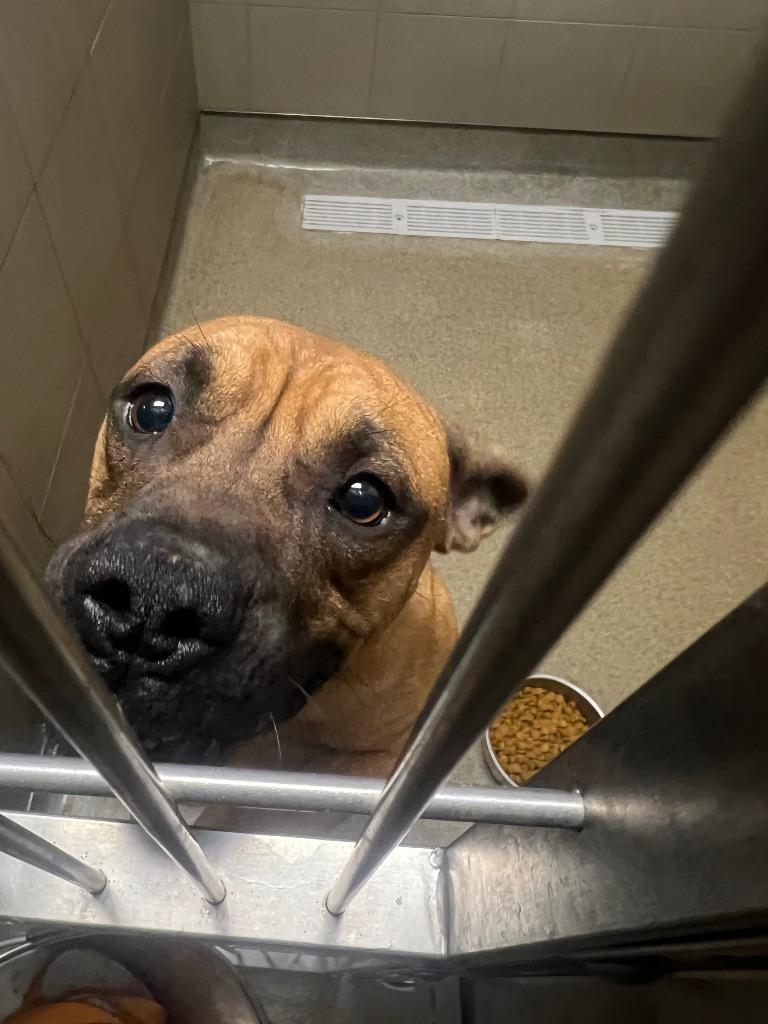 Enlarge Joseph, a Adoptable mixed breed in Rome, GA image 2/2