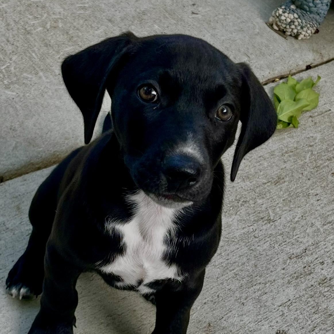 Enlarge Cooper, an adopted mixed breed in Chicago , IL image 2/5