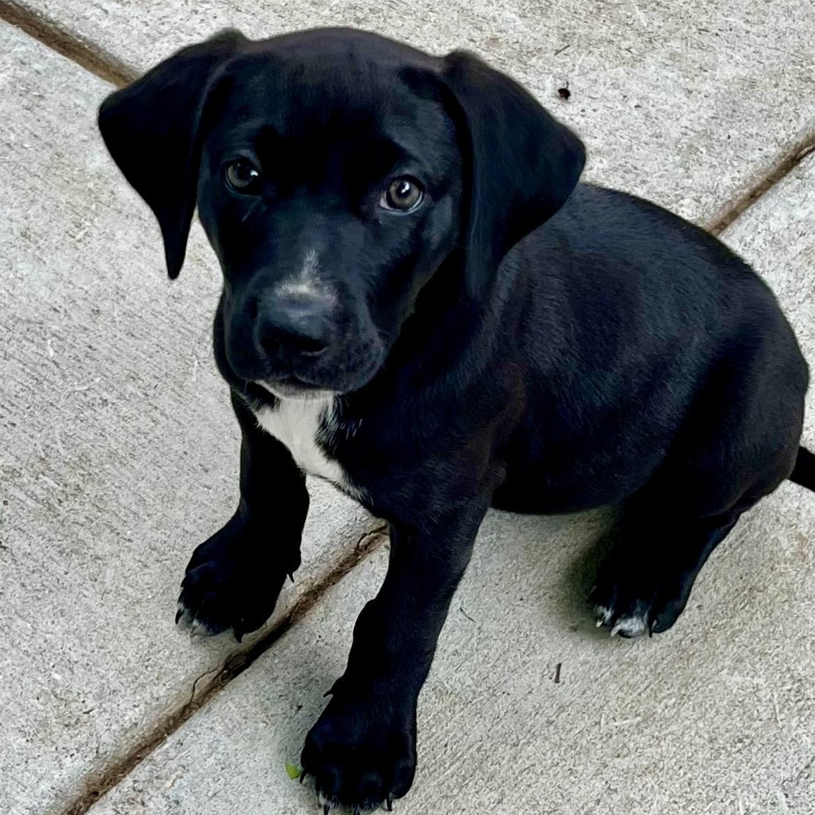 Enlarge Cooper, an adopted mixed breed in Chicago , IL image 3/5
