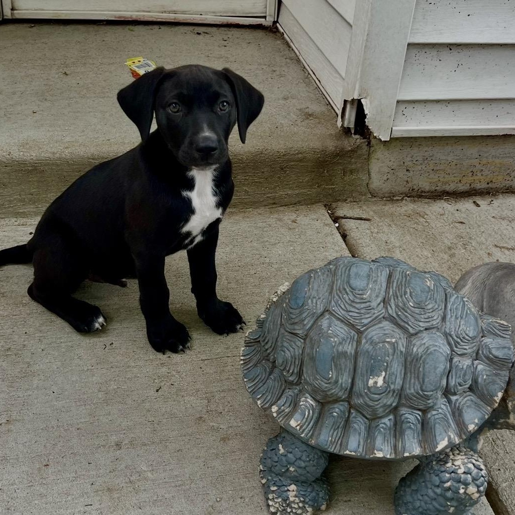 Enlarge Cooper, an adopted mixed breed in Chicago , IL image 5/5