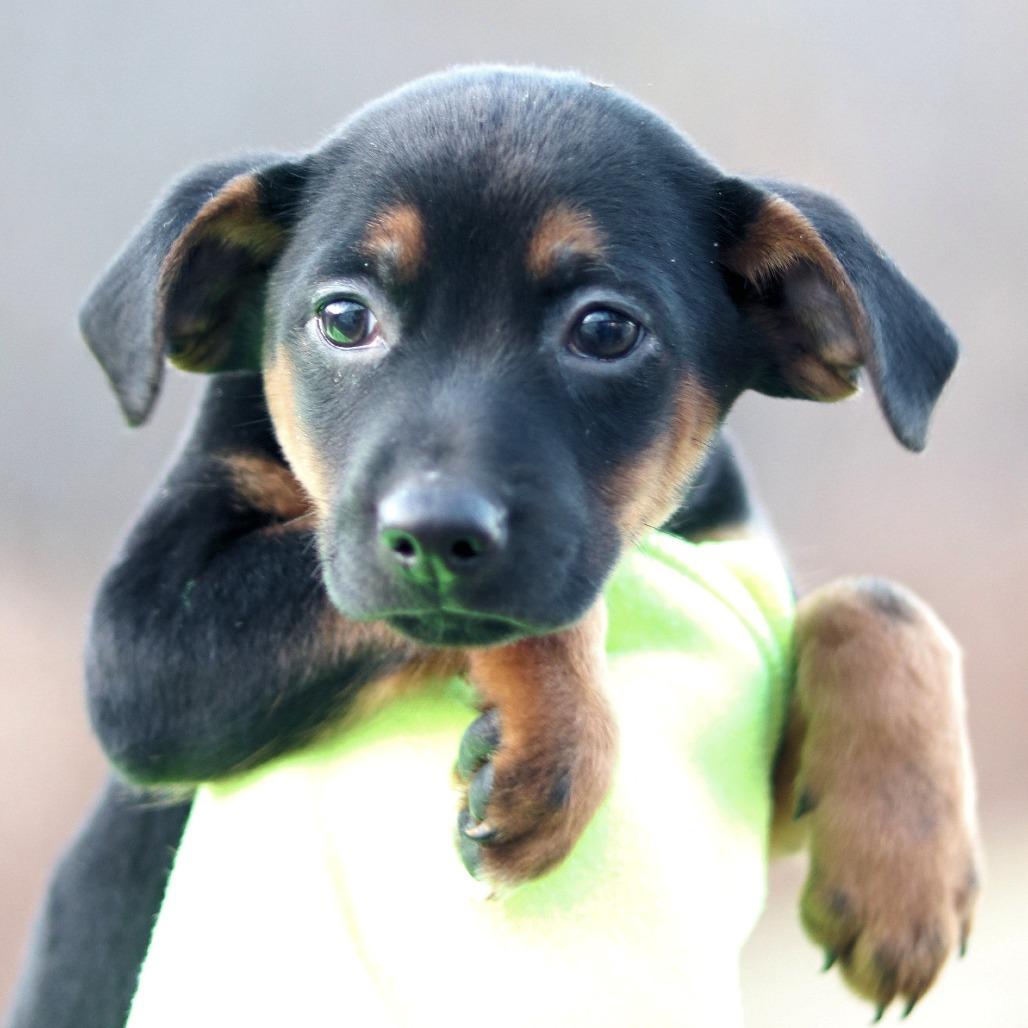 CT Ski, Adoptable, Puppy Female Rat Terrier & Mixed Breed.