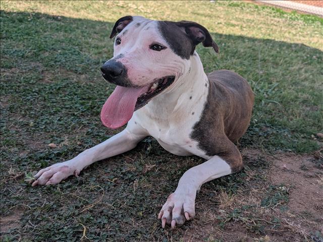 Enlarge ASHLEY, a Adoptable mixed breed in Appling, GA image 1/1