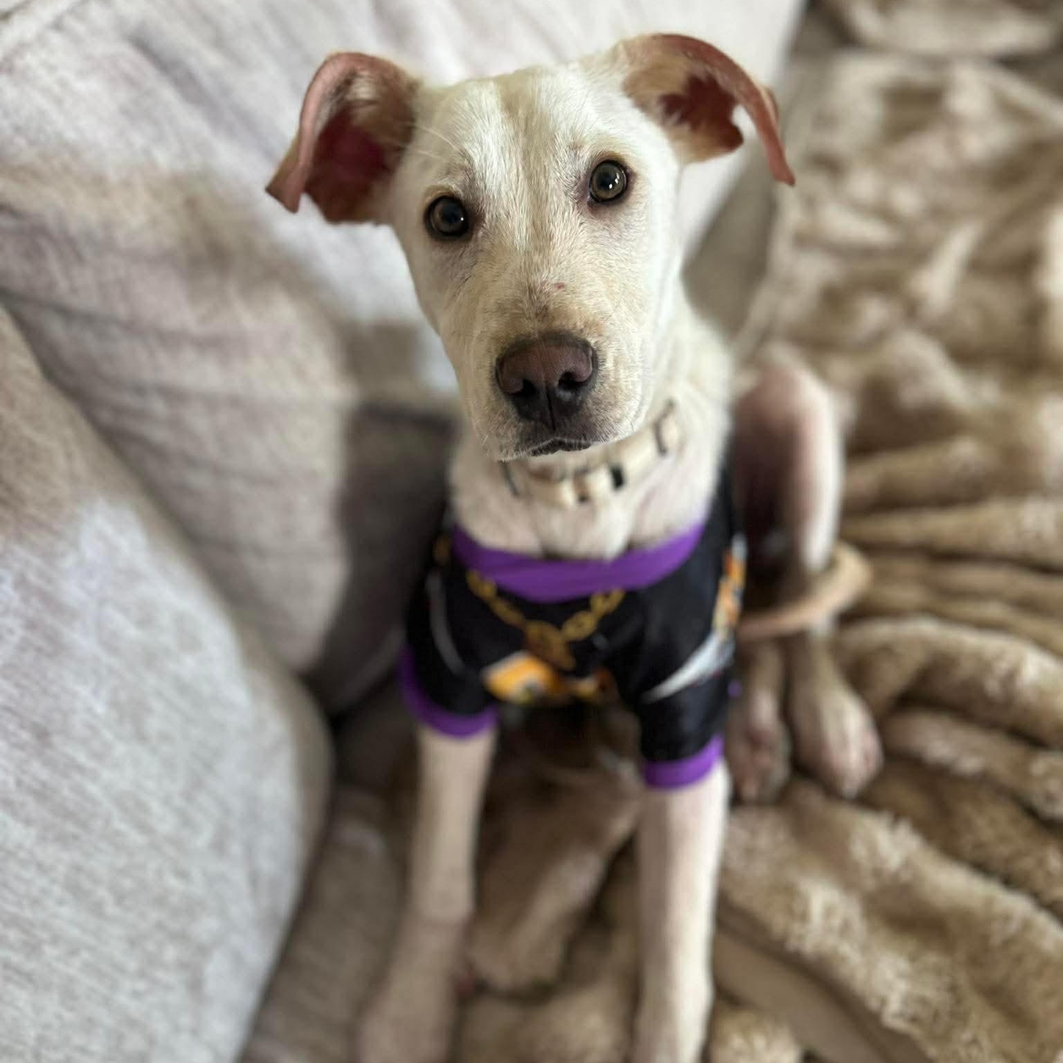 Hopper, ADOPTABLE, Young Male Mixed Breed.