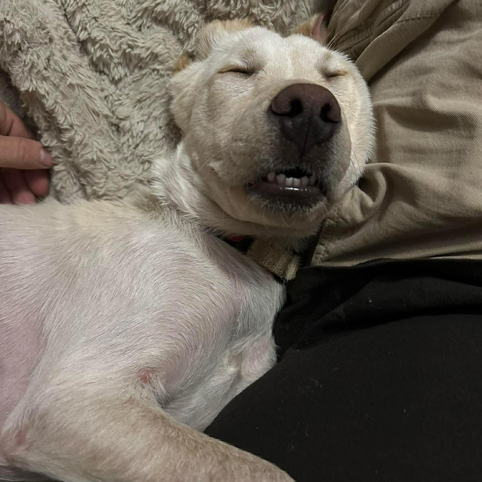 Enlarge Hopper, a ADOPTABLE Mixed Breed in Hughesville, MD image 3/6