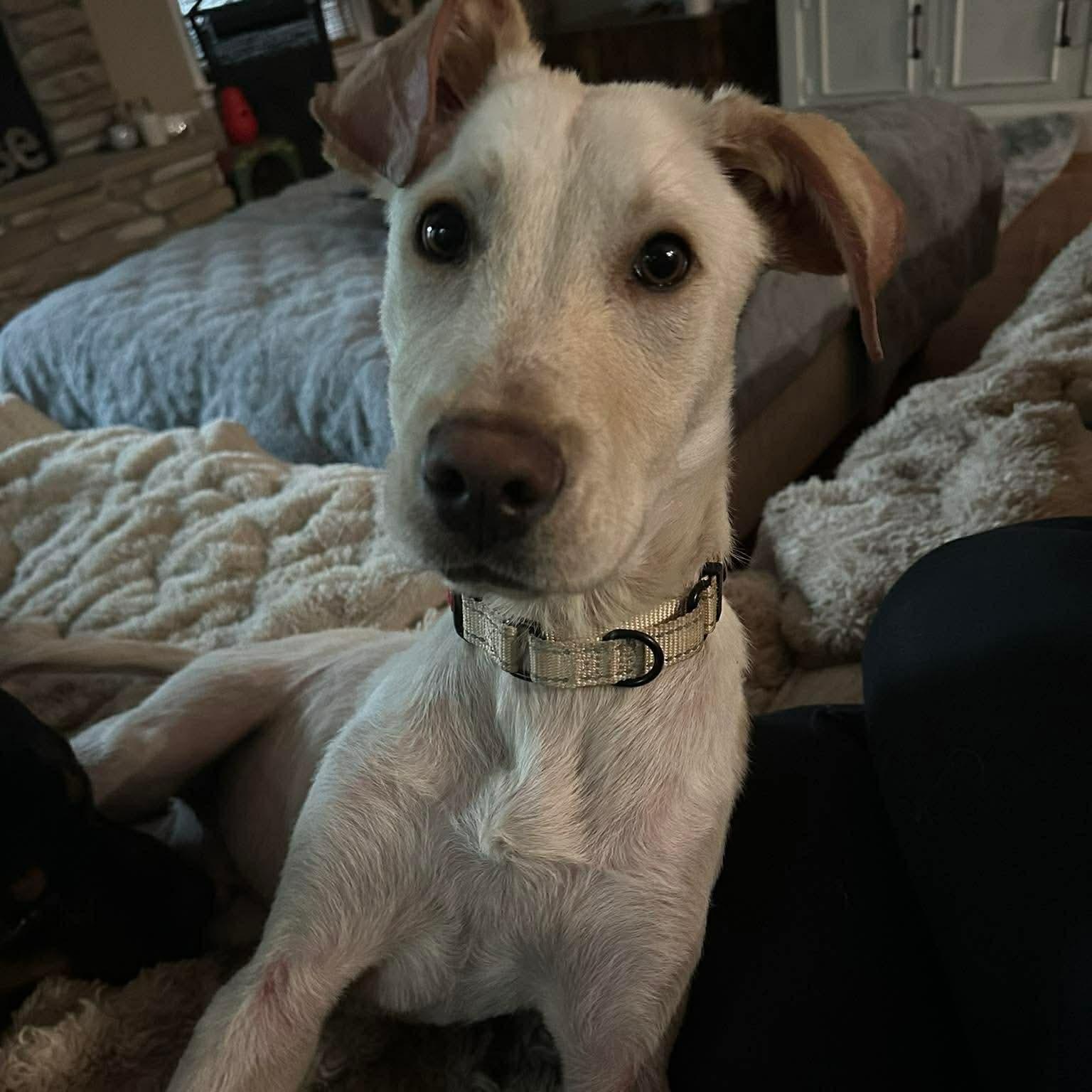 Enlarge Hopper, a ADOPTABLE Mixed Breed in Hughesville, MD image 2/6