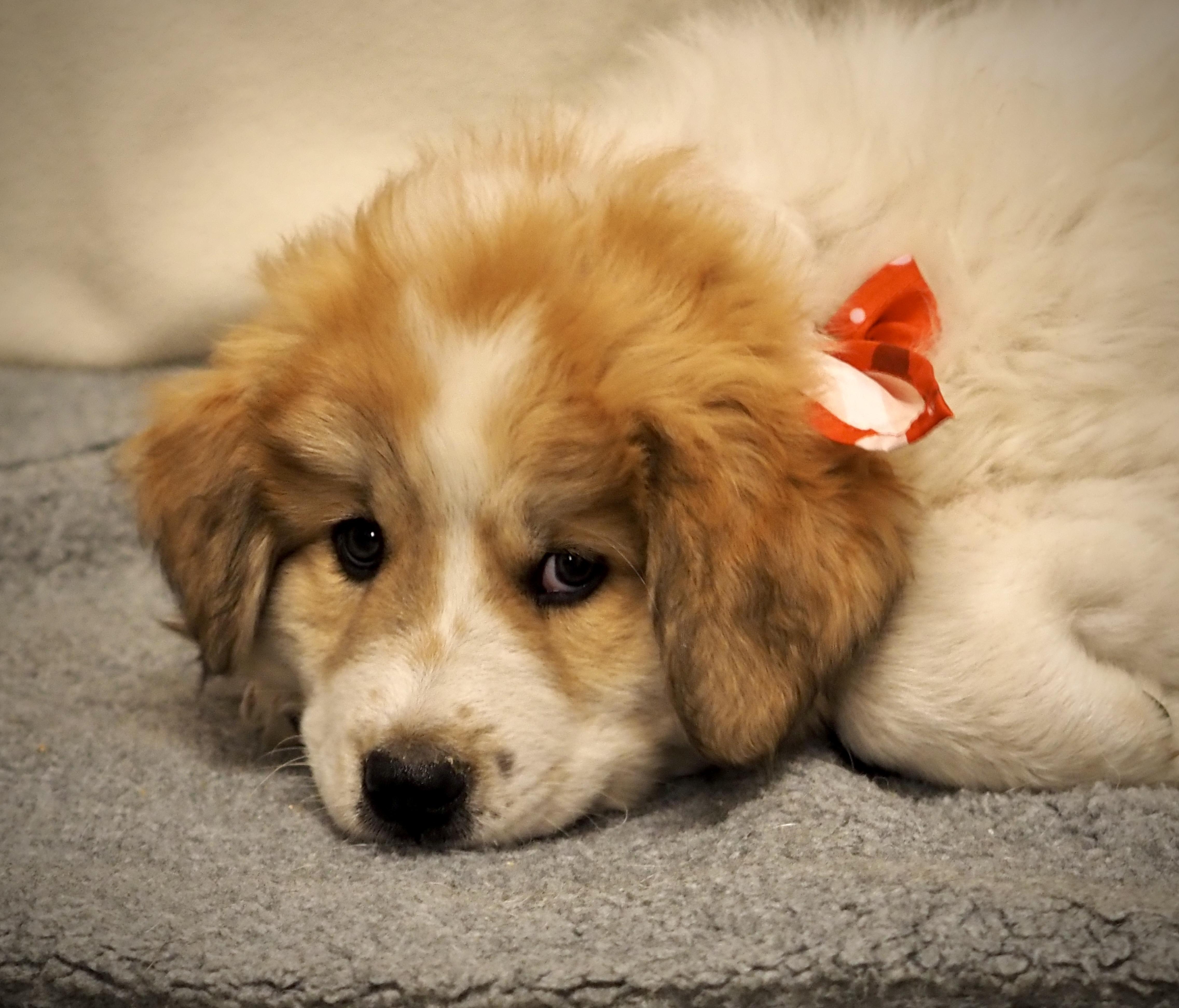 Twister, an adopted mixed breed in Buena Vista, CO image 3/3