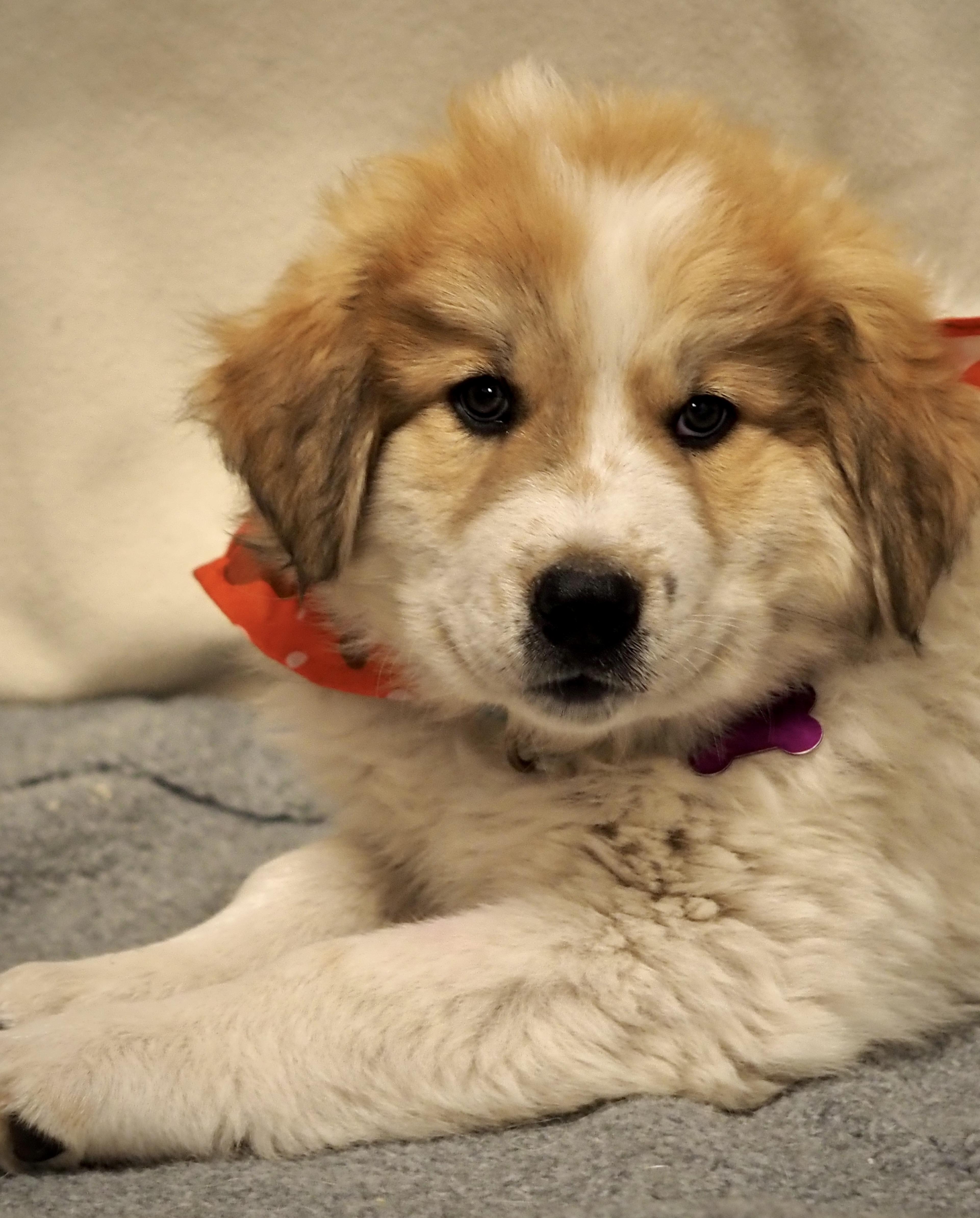 Twister, an adopted mixed breed in Buena Vista, CO image 2/3