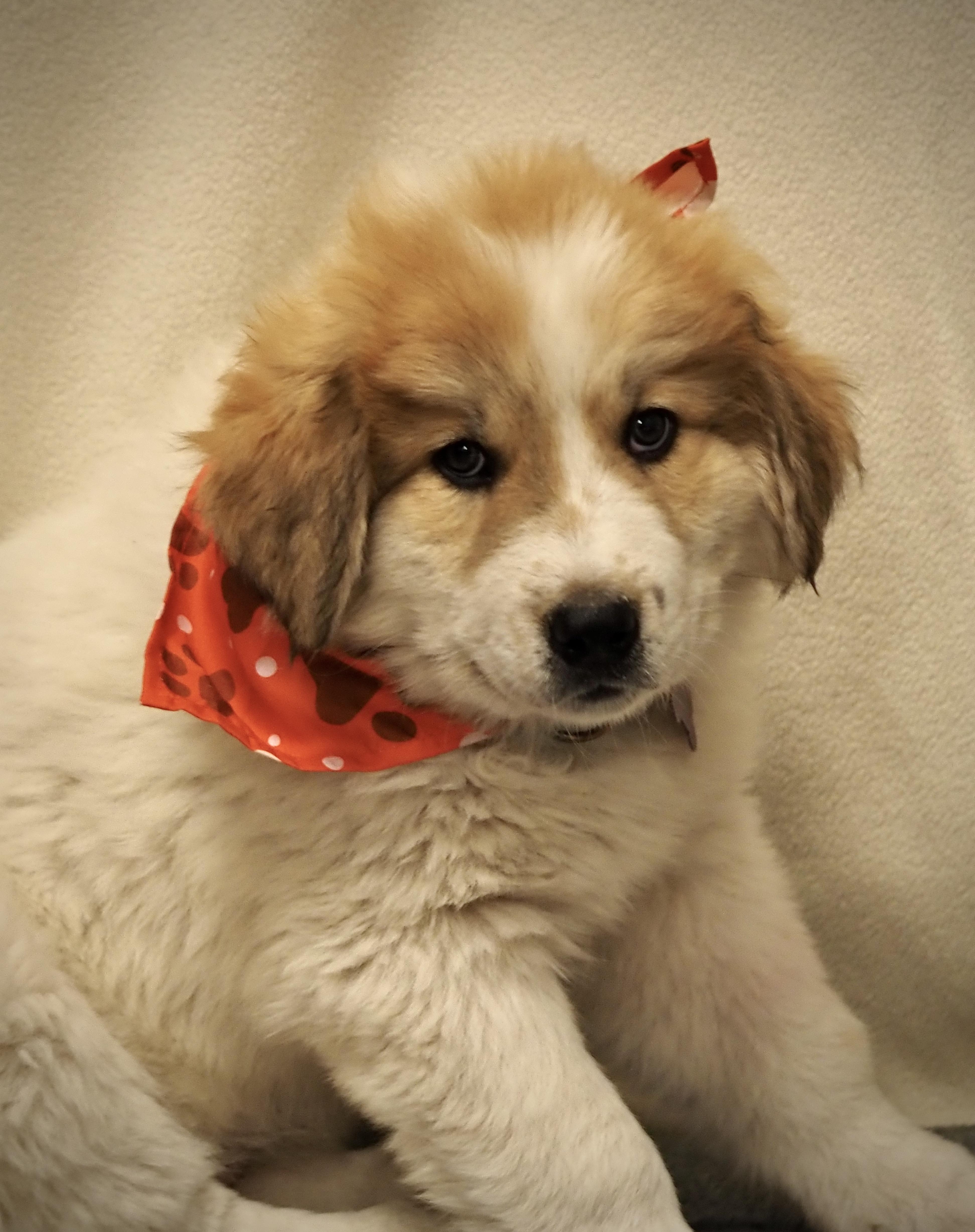 Twister, an adopted mixed breed in Buena Vista, CO image 1/3