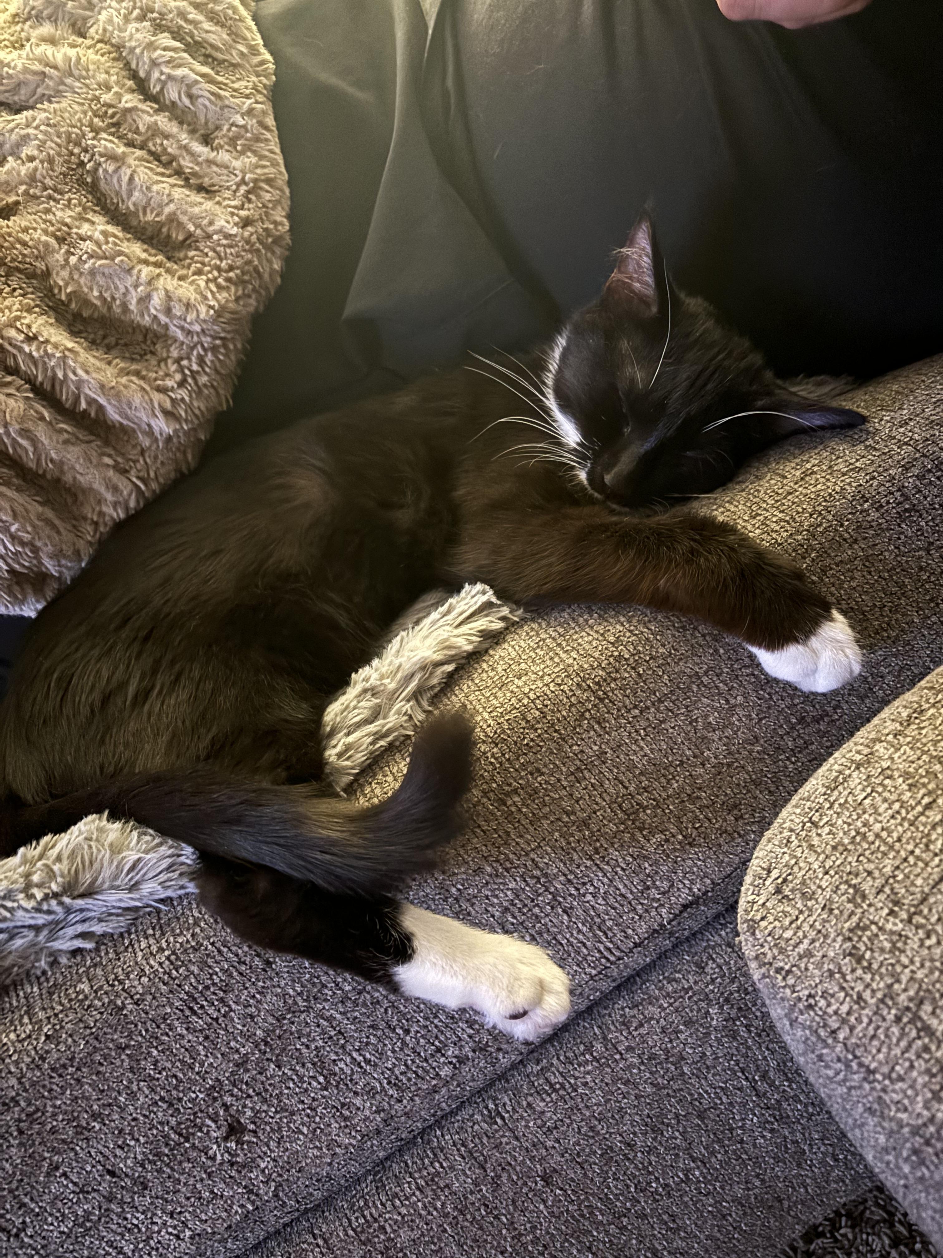 Enlarge Max, an adopted Domestic Short Hair in Philadelphia, PA image 4/6