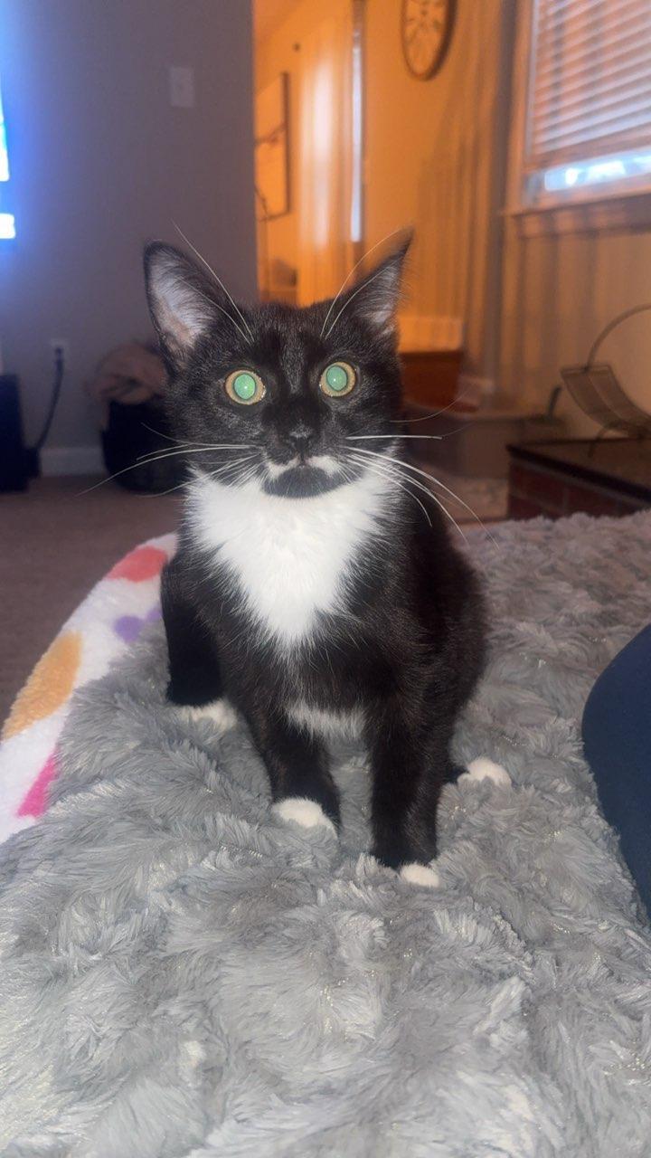 Max, a ADOPTABLE Domestic Short Hair in Philadelphia, PA image 6/6