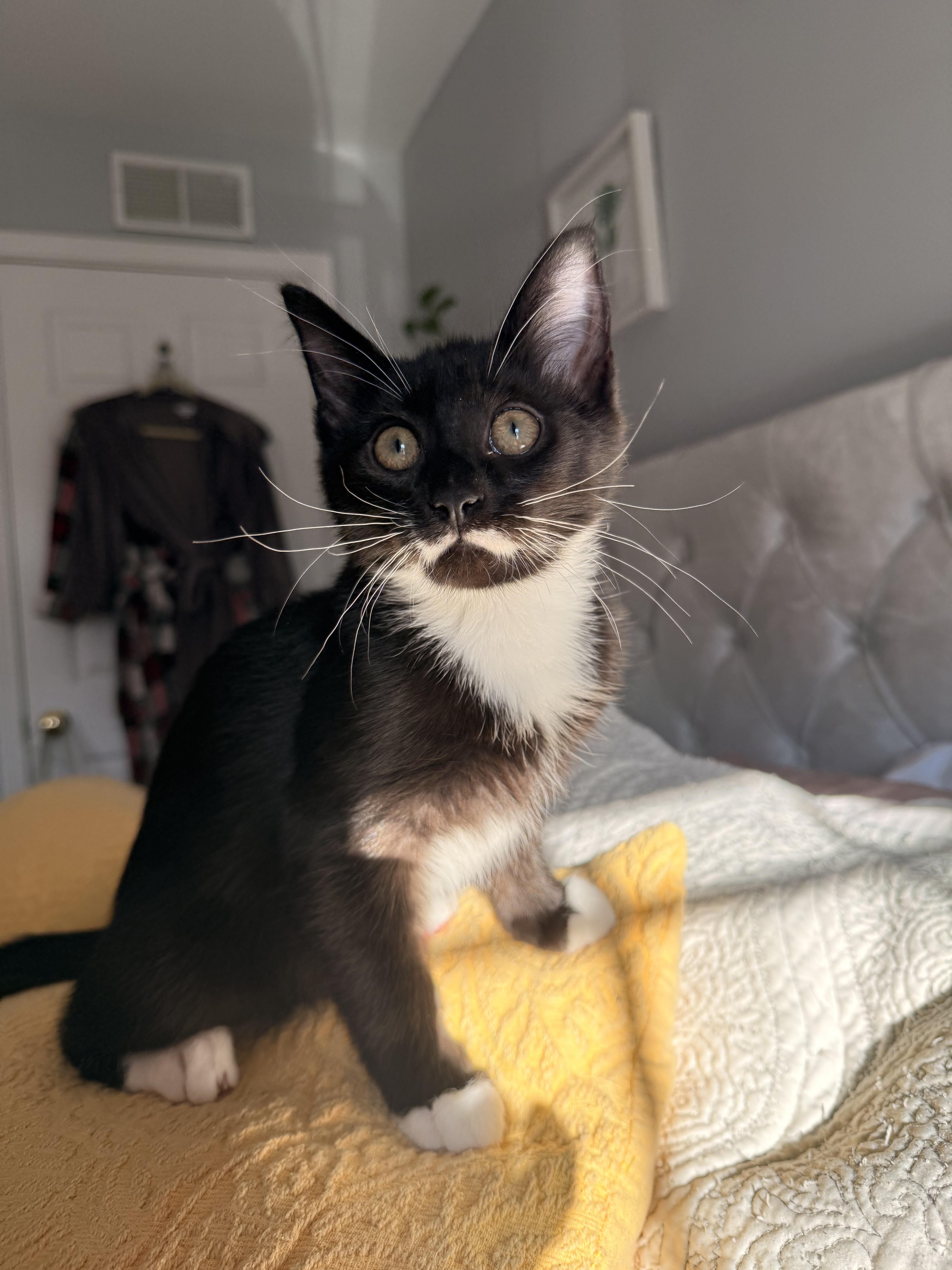 Max, a ADOPTABLE Domestic Short Hair in Philadelphia, PA image 1/6