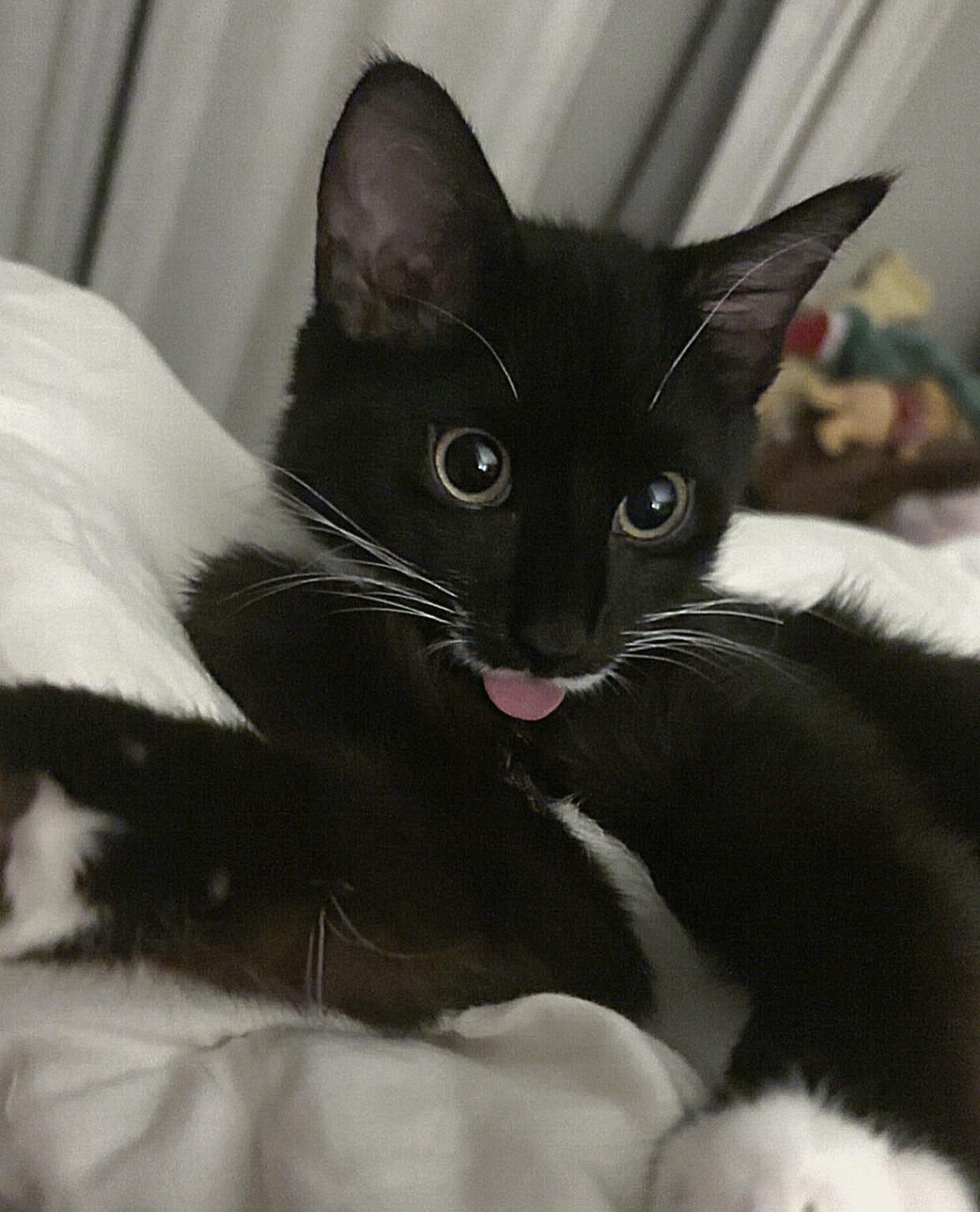 Enlarge Max, an adopted Domestic Short Hair in Philadelphia, PA image 1/6