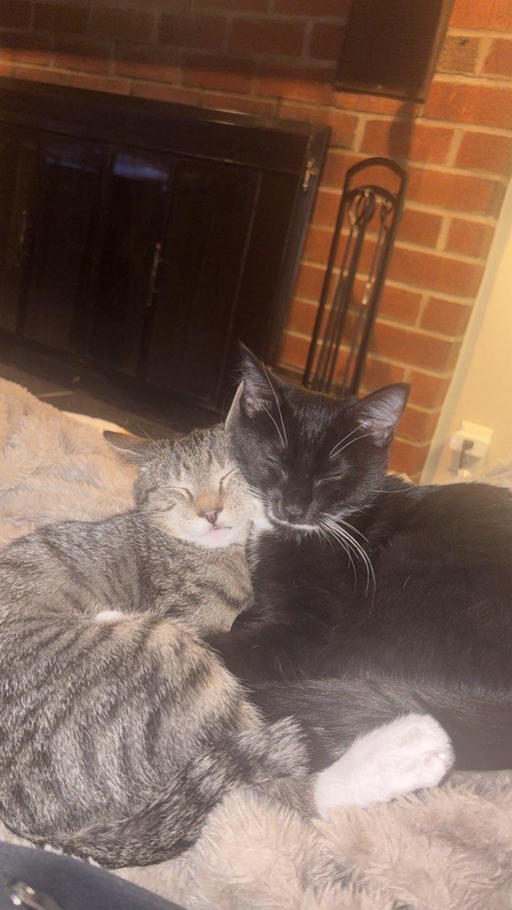 Max, a ADOPTABLE Domestic Short Hair in Philadelphia, PA image 3/6