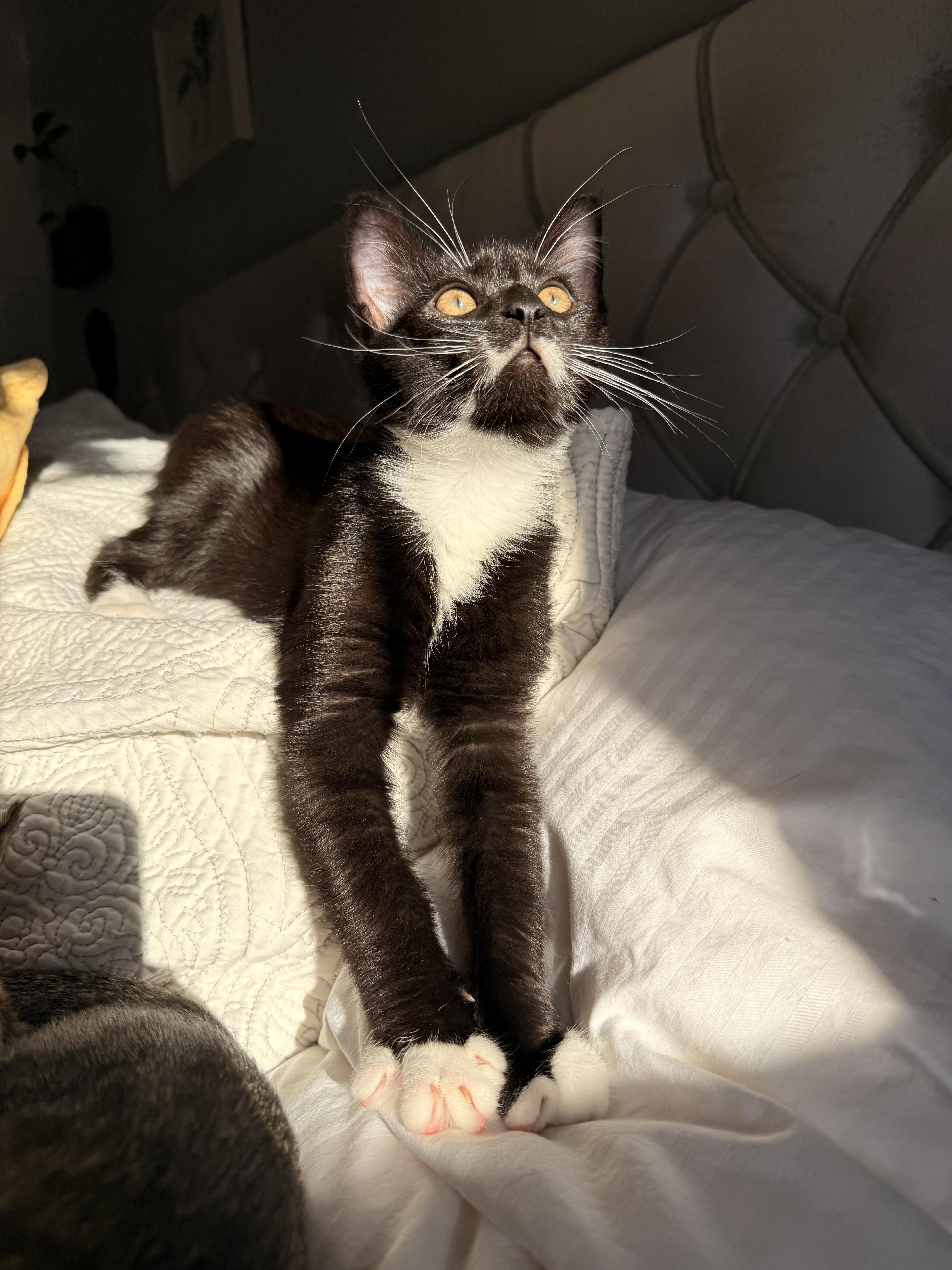 Max, a ADOPTABLE Domestic Short Hair in Philadelphia, PA image 5/6