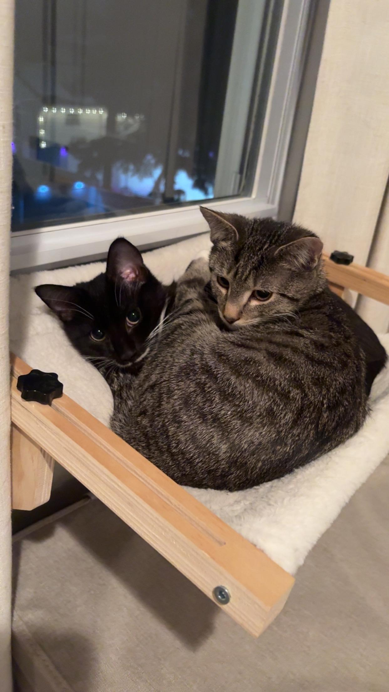 Enlarge Max, an adopted Domestic Short Hair in Philadelphia, PA image 5/6