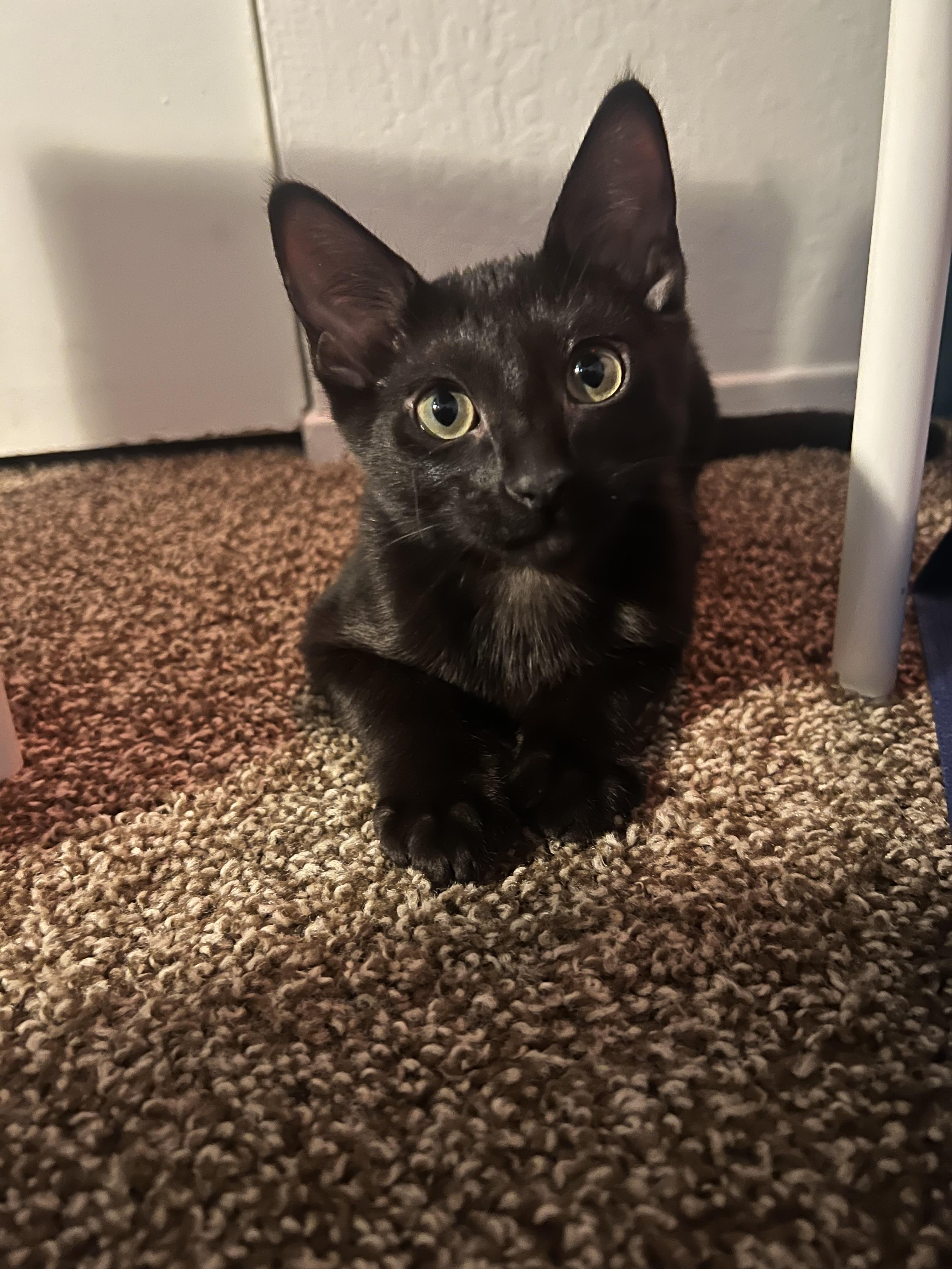 Schmidt, Adoptable, Young Male Domestic Short Hair.