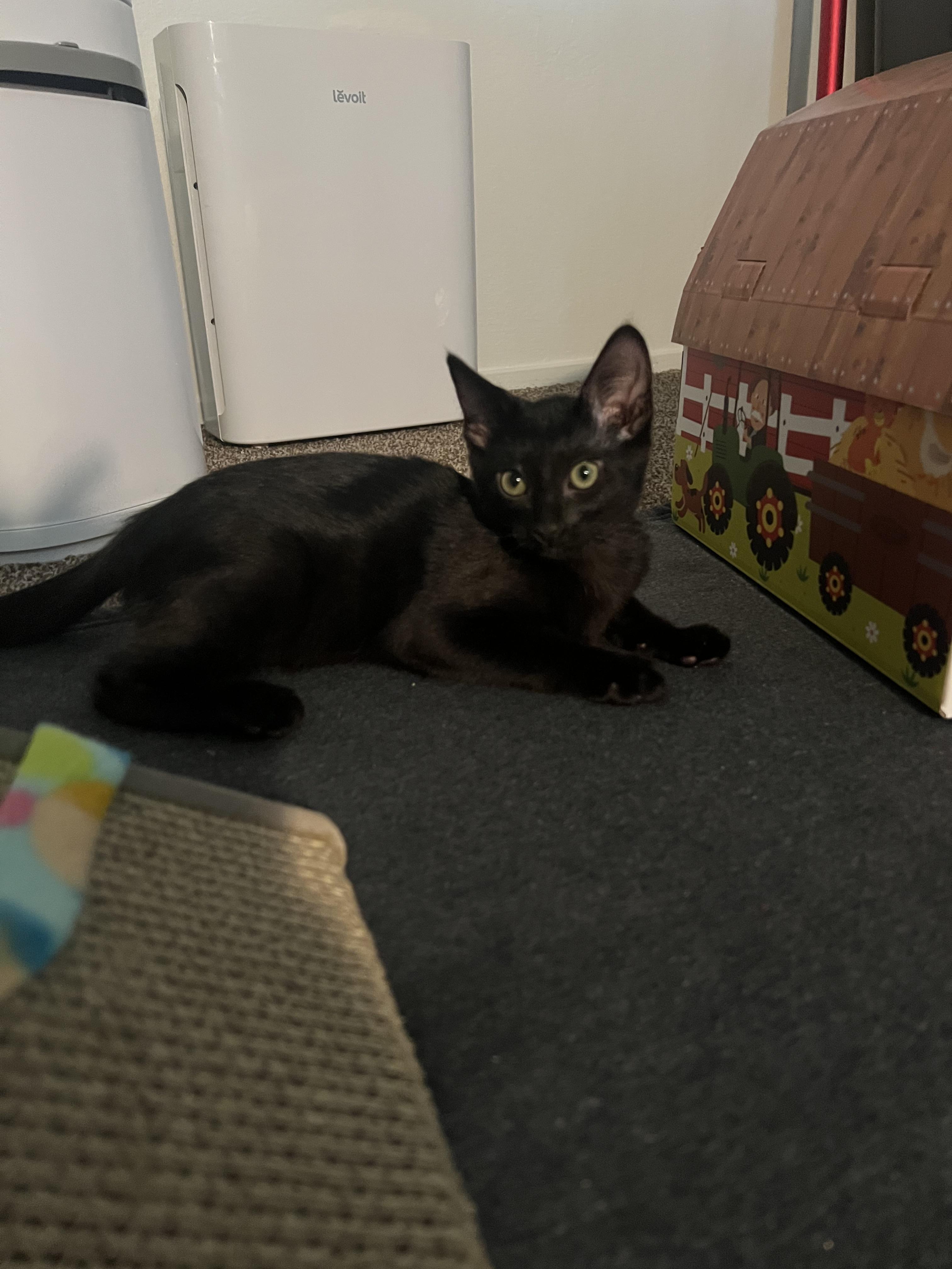 Schmidt, a Adoptable Domestic Short Hair in Diamond Springs, CA image 2/6