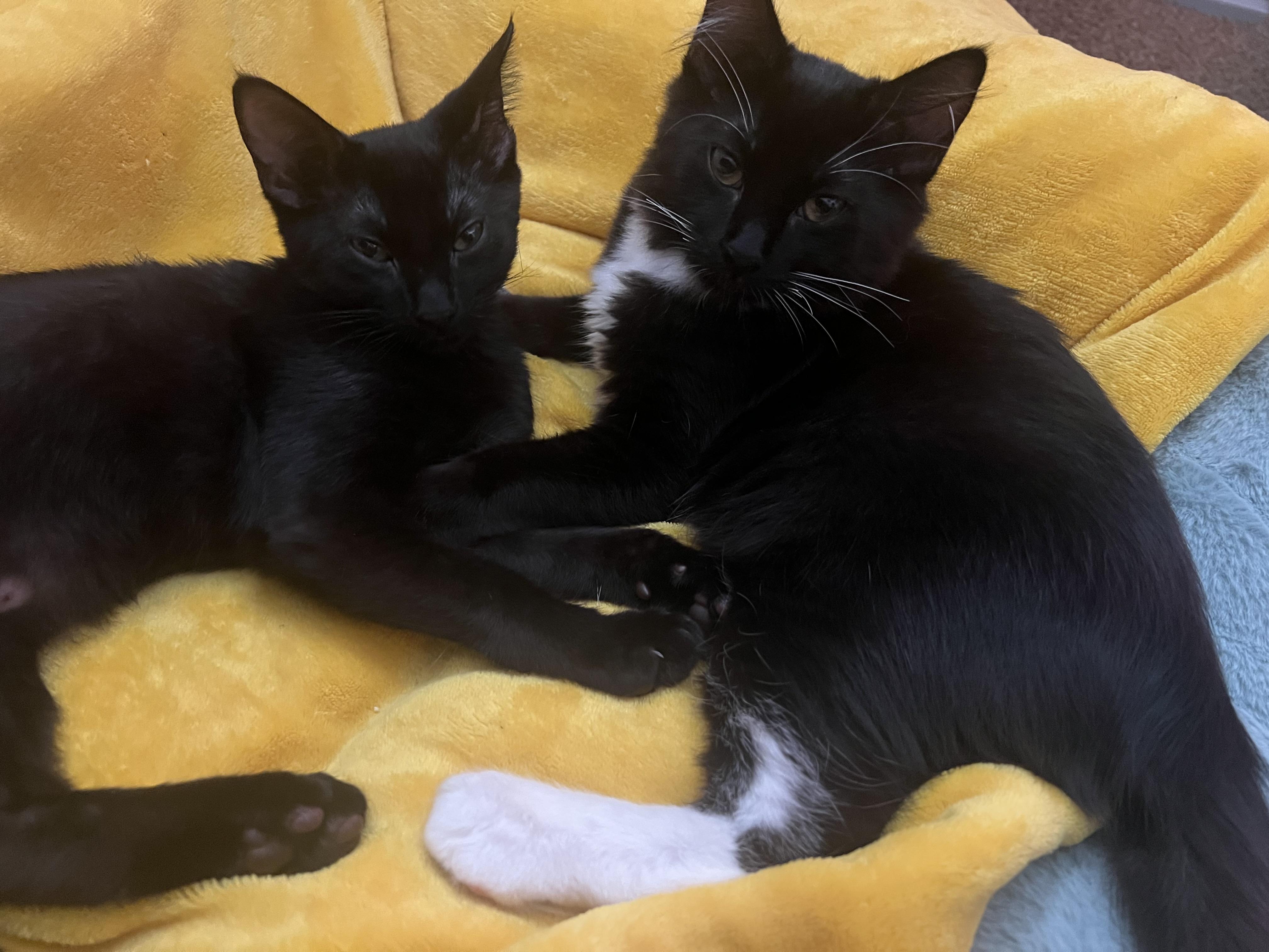 Schmidt, a Adoptable Domestic Short Hair in Diamond Springs, CA image 3/6