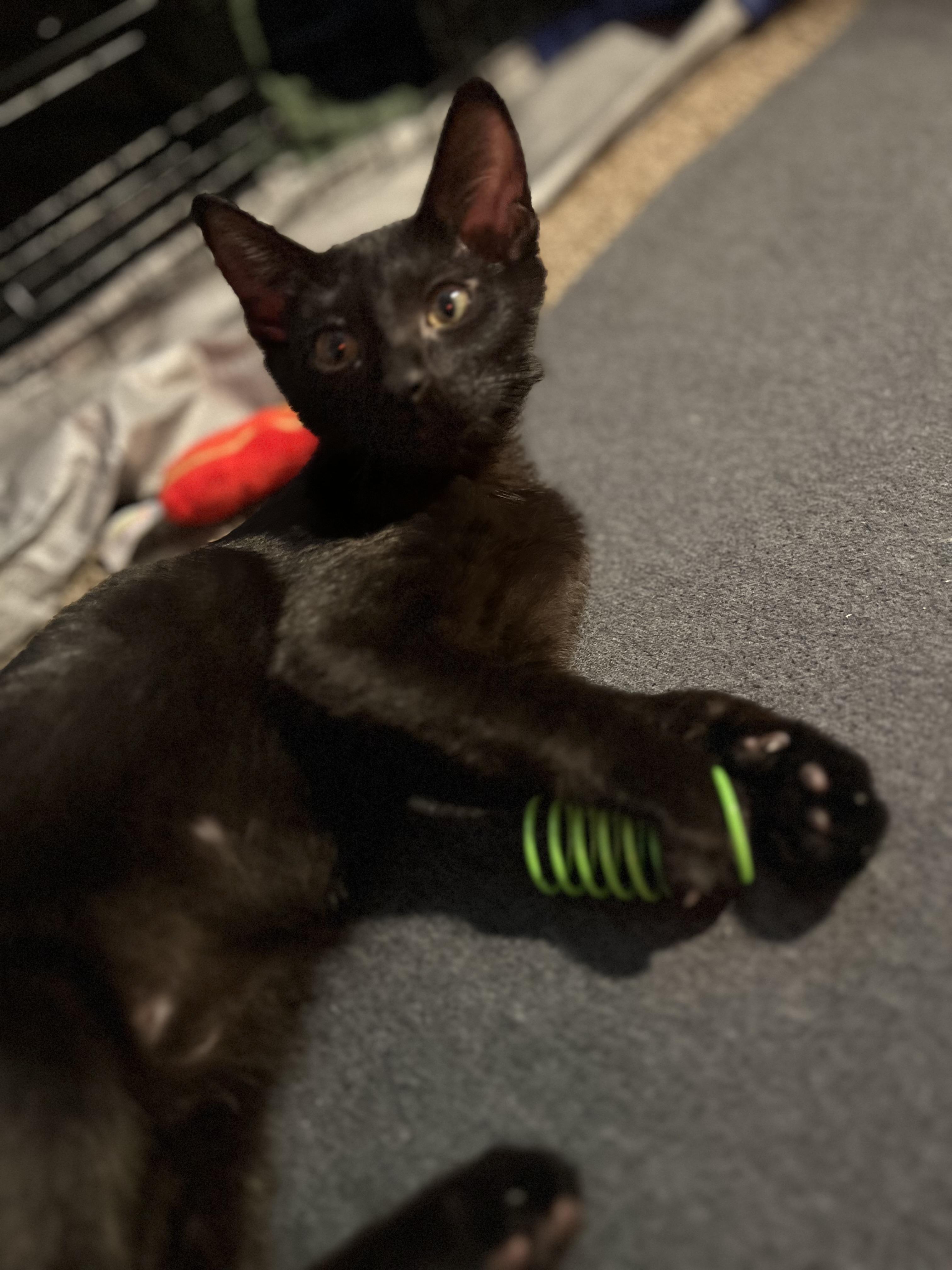 Schmidt, a Adoptable Domestic Short Hair in Diamond Springs, CA image 4/6