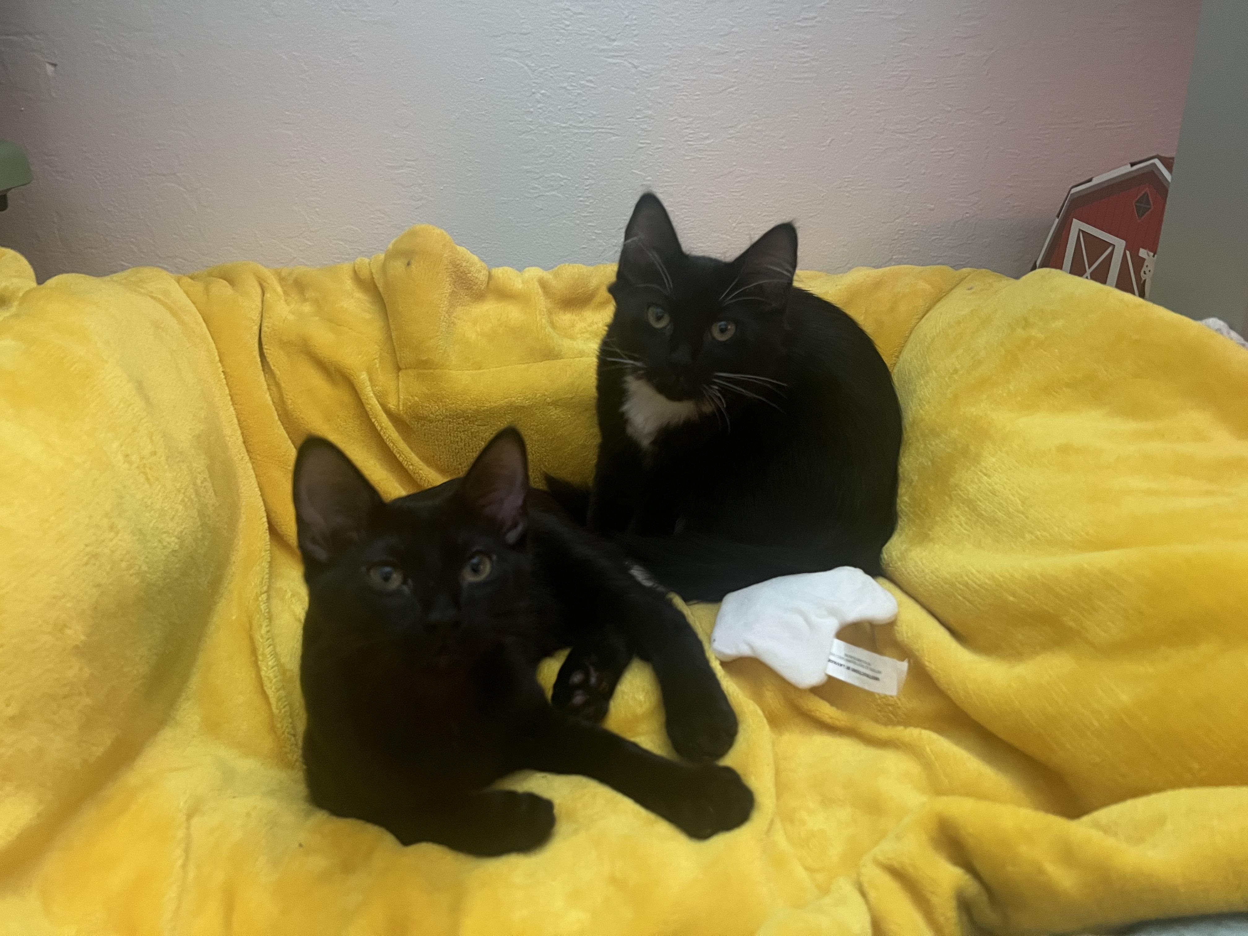 Schmidt, a Adoptable Domestic Short Hair in Diamond Springs, CA image 5/6