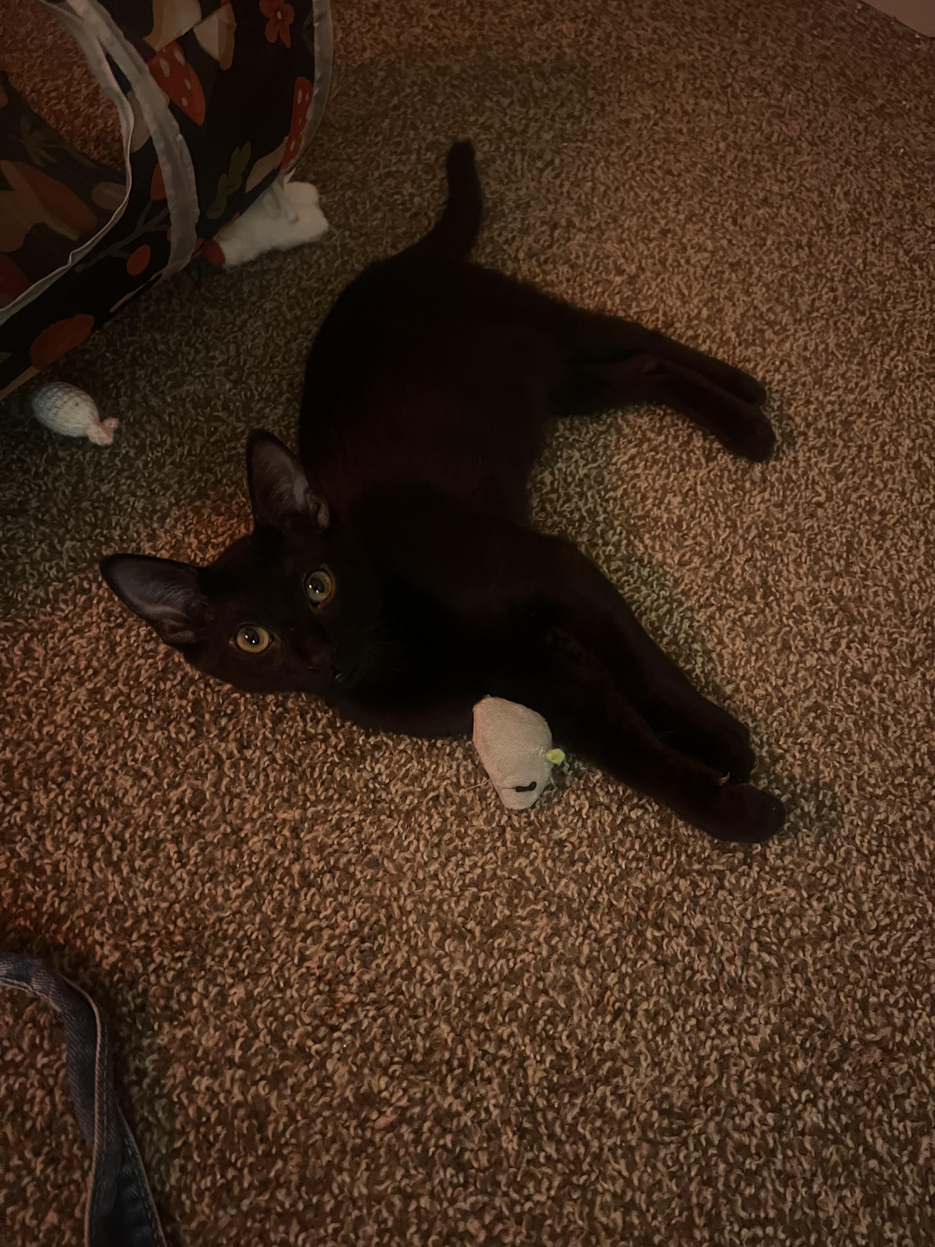 Schmidt, a Adoptable Domestic Short Hair in Diamond Springs, CA image 6/6