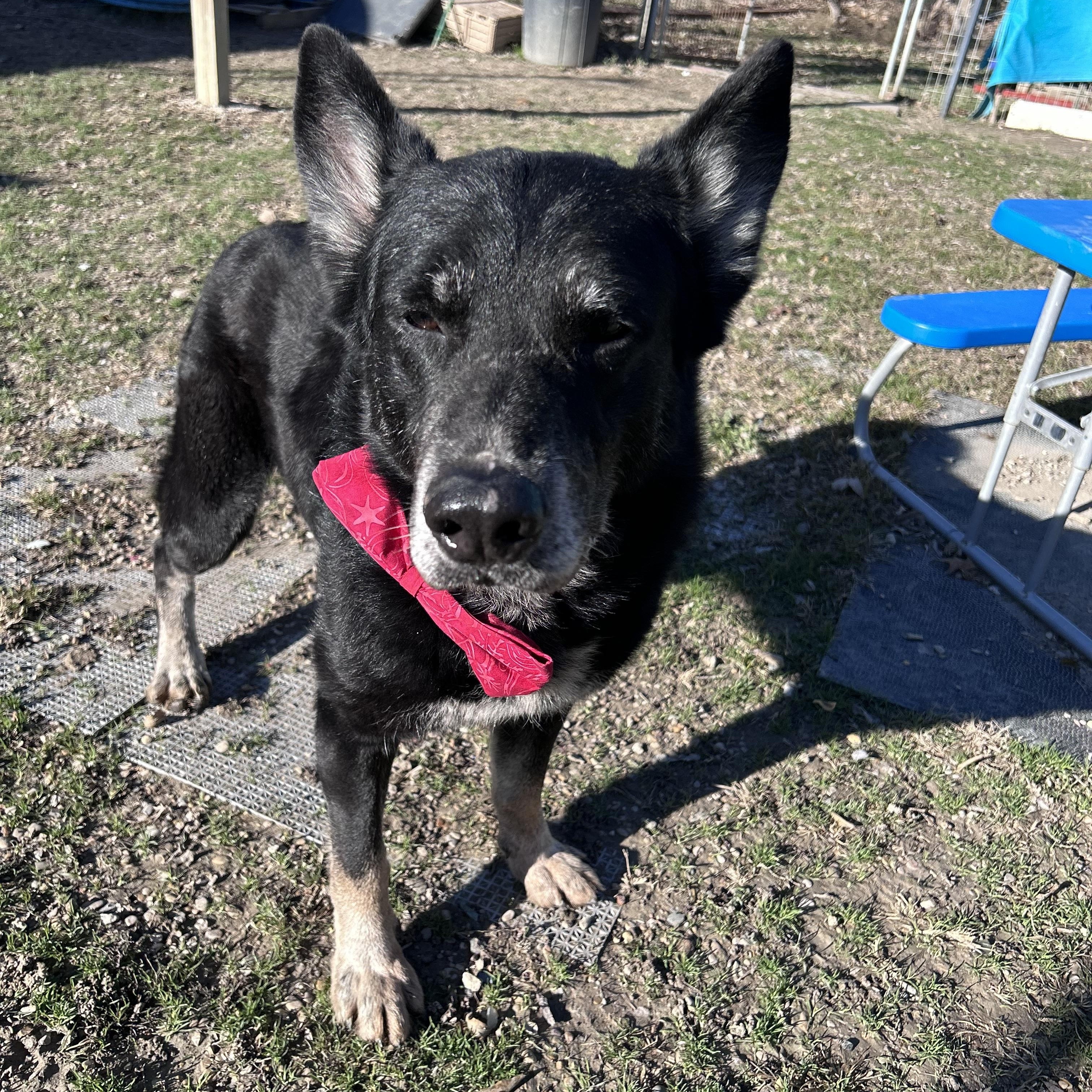Norri, a Adoptable German Shepherd Dog in Westport, CT image 4/5