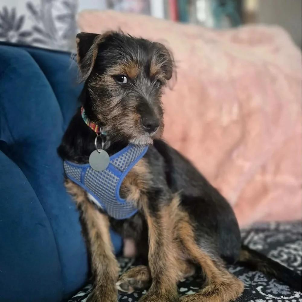 Enlarge Topaz, an adopted Mixed Breed in De Pere, WI image 2/2