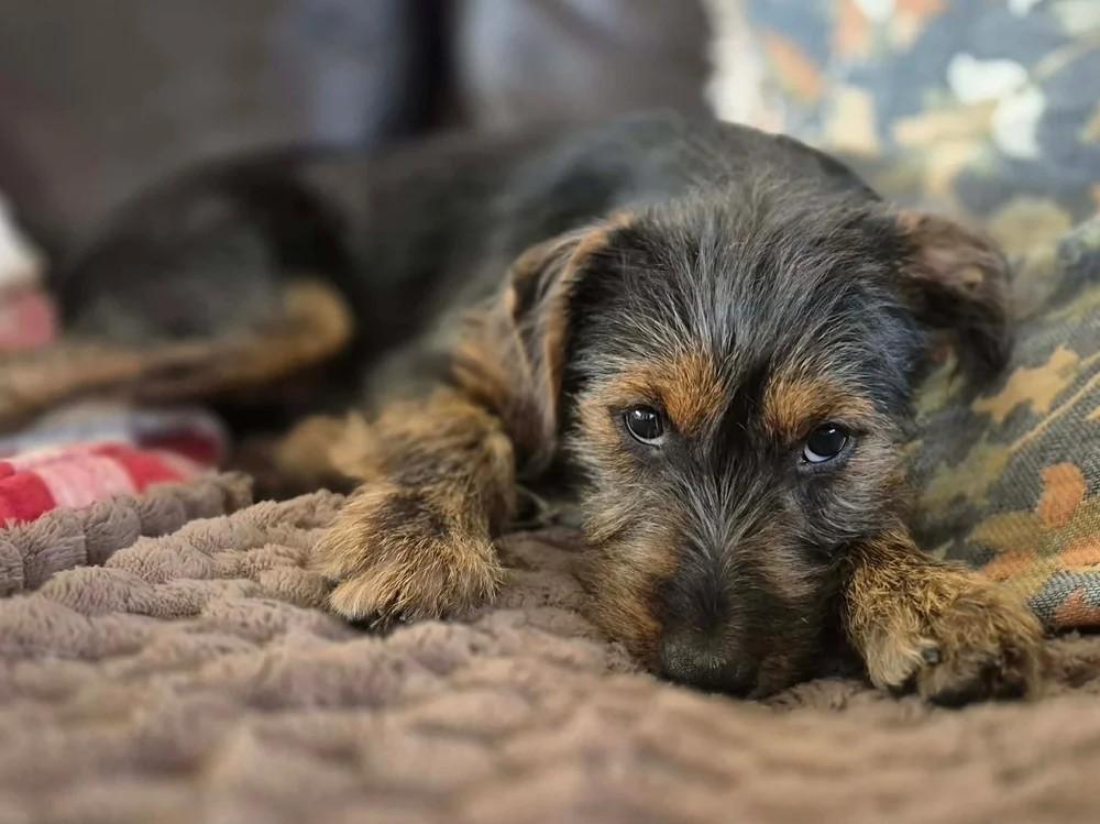 Topaz, adopted, Puppy Female Mixed Breed.