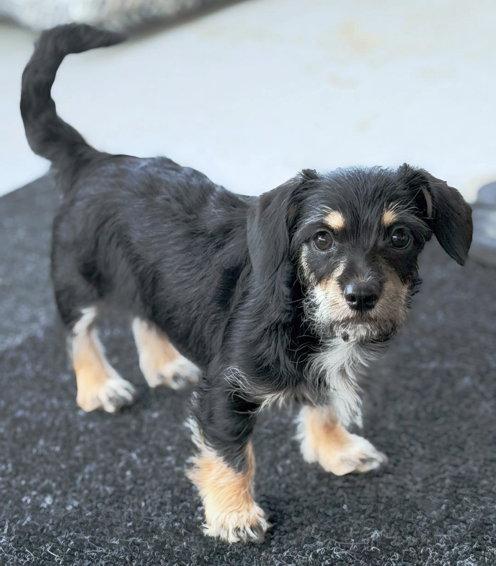 Zara, Adoptable, Puppy Female Schnauzer & Dachshund.