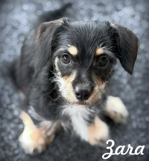 Enlarge Zara, a Adoptable mixed breed in Anaheim Hills, CA image 2/3