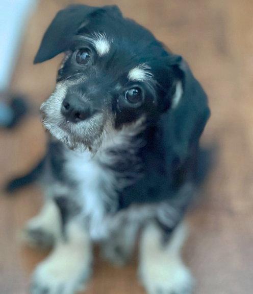 Enlarge Zara, a Adoptable mixed breed in Anaheim Hills, CA image 3/3