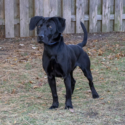 Enlarge Benny, a Adoptable mixed breed in Arlington Heights, IL image 1/1