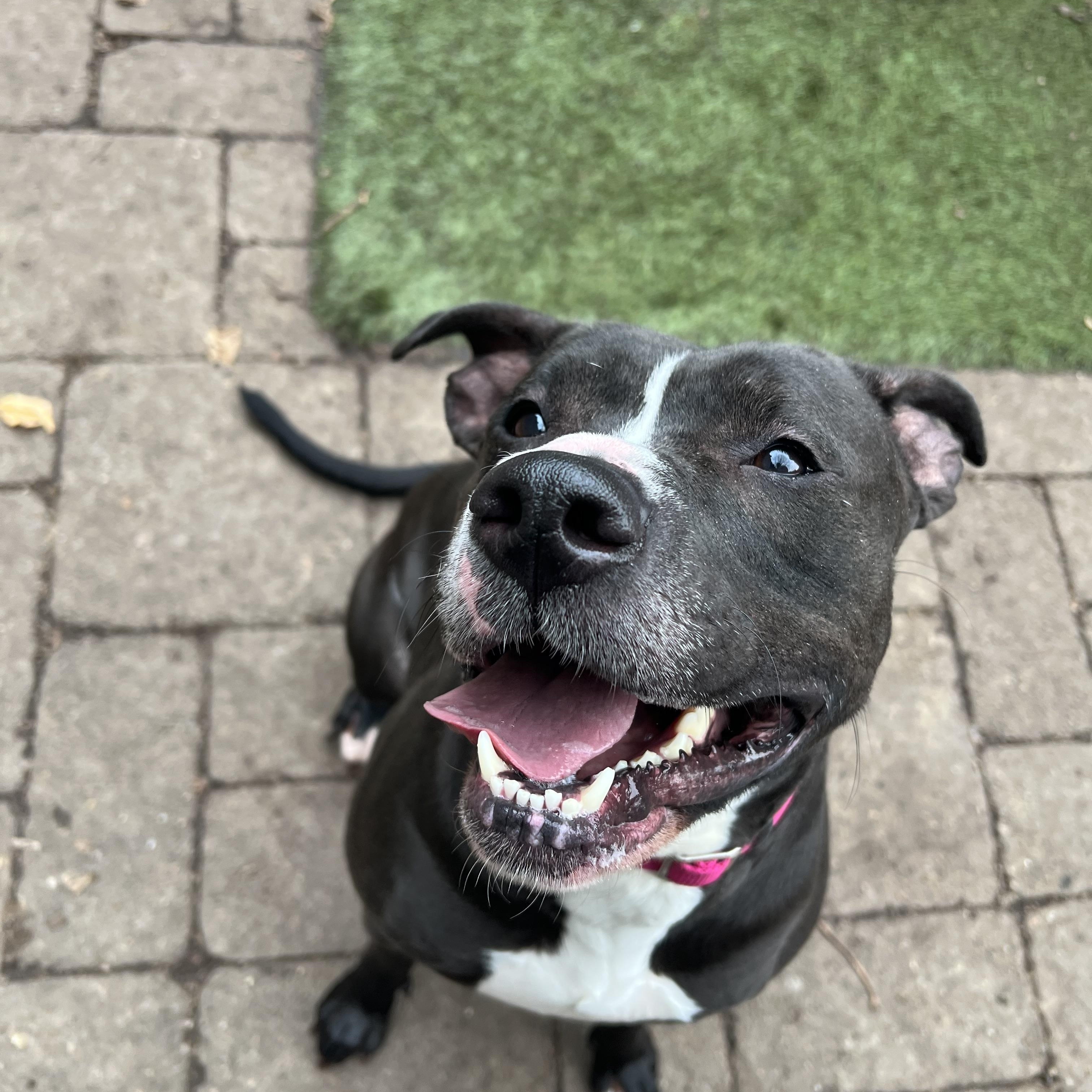 Winnie, a ADOPTABLE mixed breed in Pittsburgh, PA image 3/4