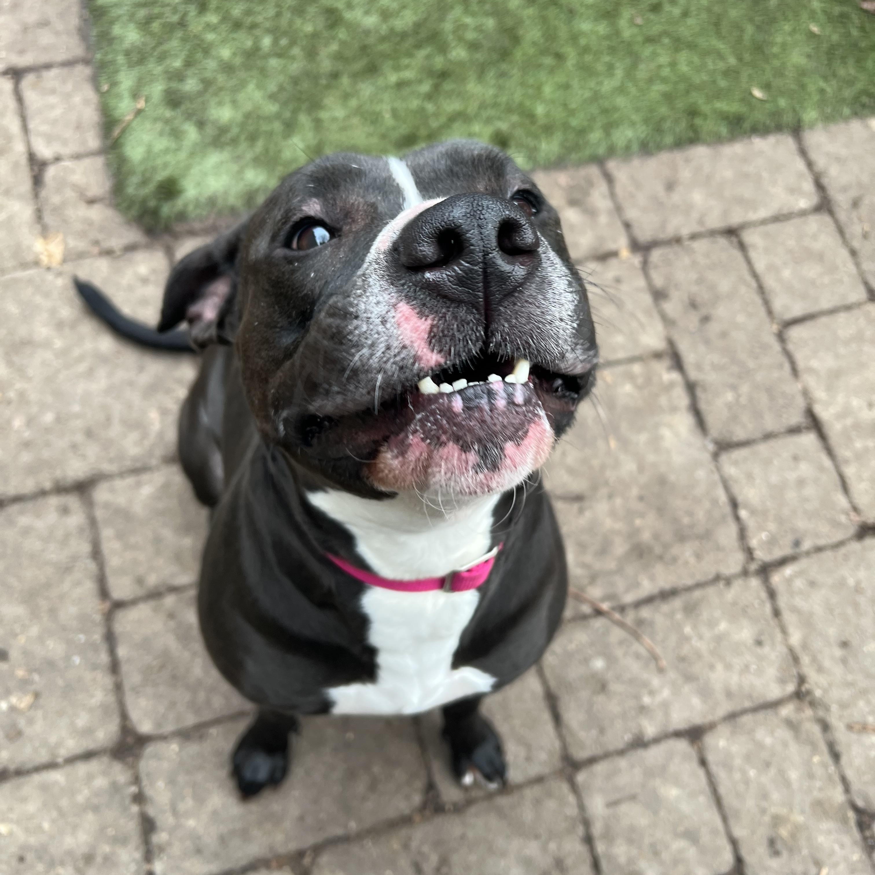 Winnie, a ADOPTABLE mixed breed in Pittsburgh, PA image 4/4