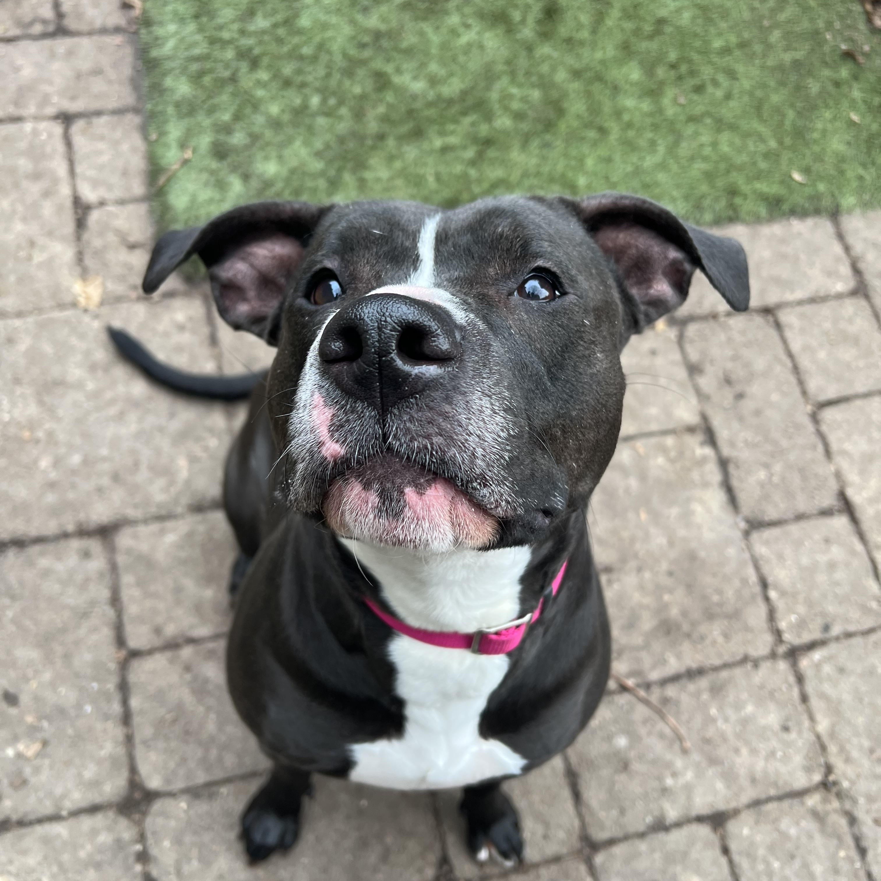 Winnie, ADOPTABLE, Young Female Pit Bull Terrier.